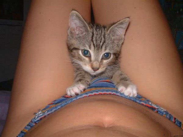 Pussy Cat Images 95